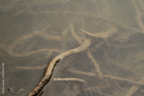 Tree roots underwater