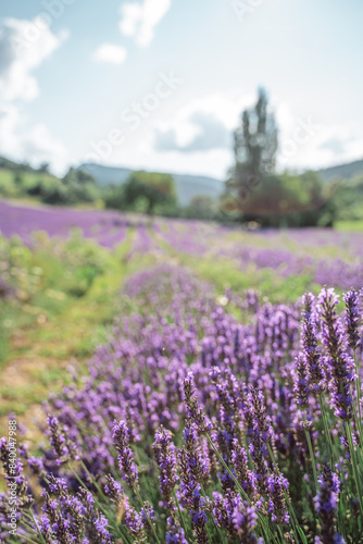 Field of lavender in Drome France with green hill backdrop. Beautiful summer landscape on a bright sunny day. Eco responsible sourcing of essential oils and makeup ingredients