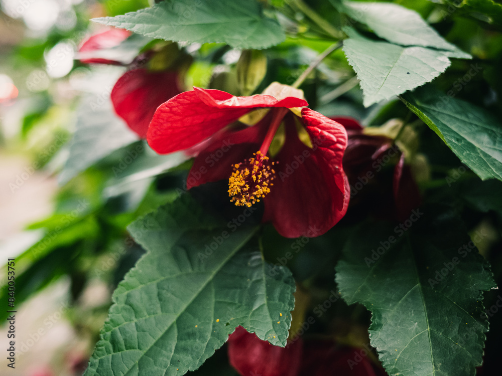 Abutilon flower Abutilon flower