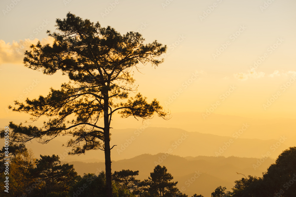 travel and people activity concept with large pine with layer of mountain and cloudy sky background