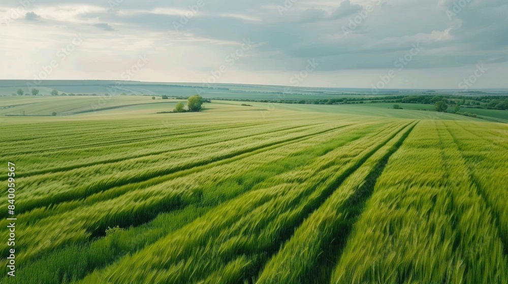 Idyllic Drone View of Lush Green Wheat Field on a Cloudy Spring Day in the Countryside Idyllic Drone View of Lush Green Wheat Field on a Cloudy Spring Day in the Countryside