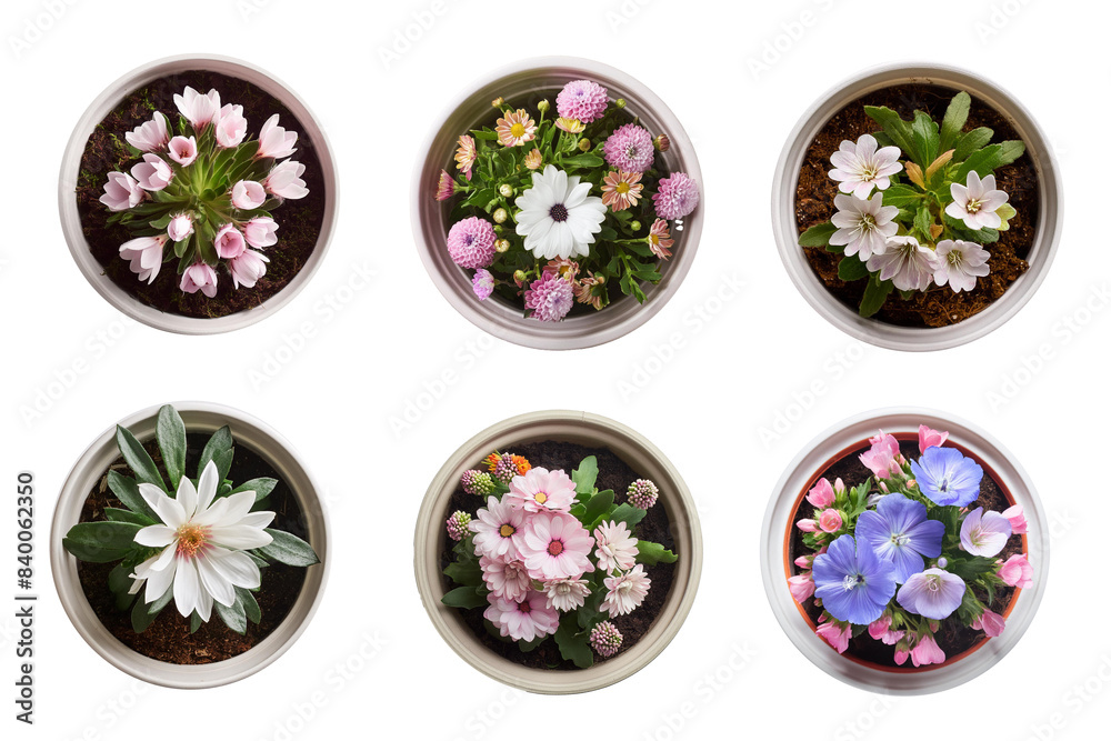 Top view of flower plant in the pot isolated on white background. Top view of flower plant in the pot isolated on white background.