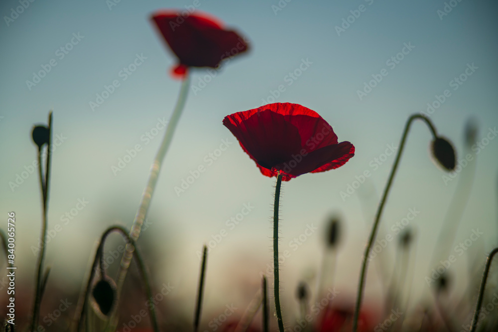 Obraz premium red poppy flower