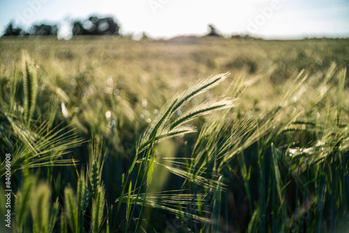 field of barley