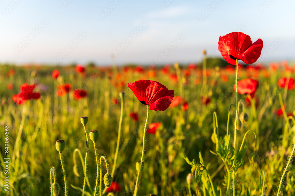Obraz premium poppy field in summer