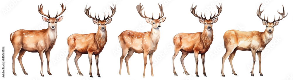 Fototapeta premium watercolor of deer illustration set