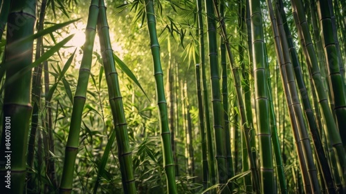 Lush green bamboo tree background with light highlights