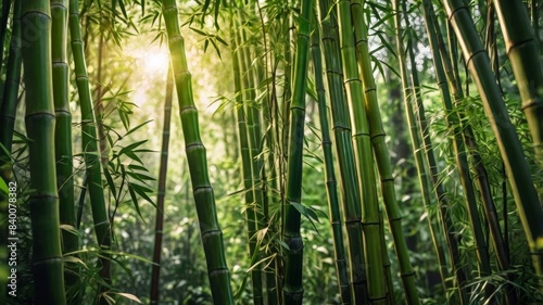 Lush green bamboo tree background with light highlights