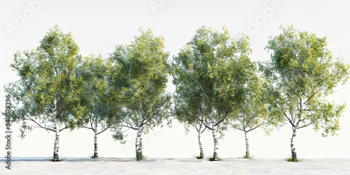 Wallpaper Mural Row of Tall Trees Lining a Quiet Pathway Torontodigital.ca