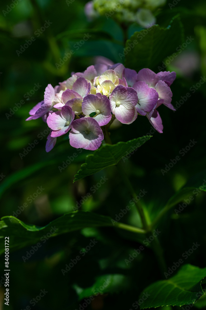 木陰に咲く紫陽花 木陰に咲く紫陽花