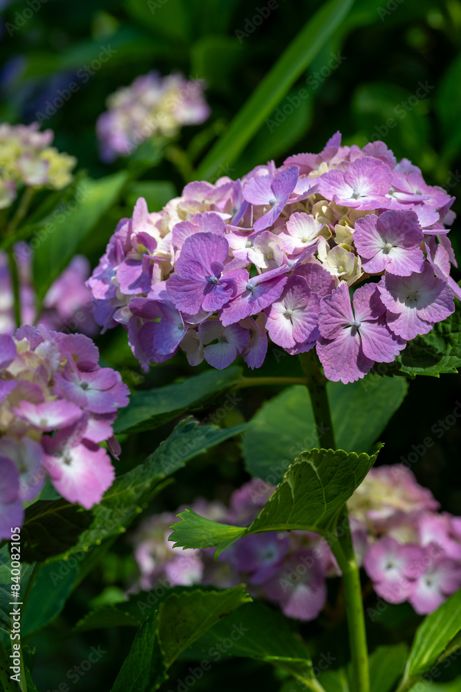 木陰に咲く紫陽花