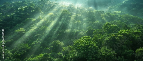 High-angle view of a dense forest with sunlight filtering through 