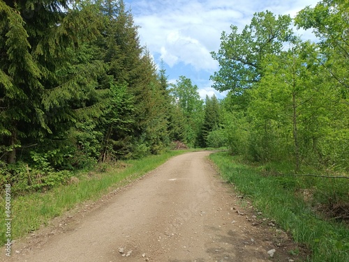 Road in forest in Siauliai county during sunny summer day. Oak and birch tree woodland. Sunny day with white clouds in blue sky. Bushes are growing in woods. Sandy road. Nature. Summer season. Miskas.