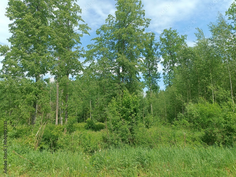 Forest in Siauliai county during sunny summer day. Oak and birch tree woodland. Sunny day with white clouds in blue sky. Bushes are growing in woods. Nature. Miskas. Forest in Siauliai county during sunny summer day. Oak and birch tree woodland. Sunny day with white clouds in blue sky. Bushes are growing in woods. Nature. Miskas.