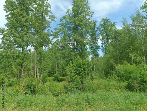 Forest in Siauliai county during sunny summer day. Oak and birch tree woodland. Sunny day with white clouds in blue sky. Bushes are growing in woods. Nature. Miskas.