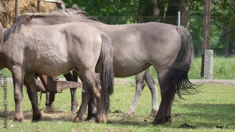 Horses on a pasture eating hay from a special feeder. A herd of horses in an eco-friendly stud farm. They stand in the shade of trees, with a stream flowing nearby, on a sunny day. Horses on a pasture eating hay from a special feeder. A herd of horses in an eco-friendly stud farm. They stand in the shade of trees, with a stream flowing nearby, on a sunny day.