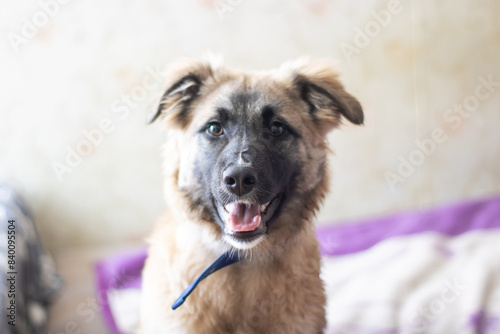 German shepherd dog with tongue out looking at camera