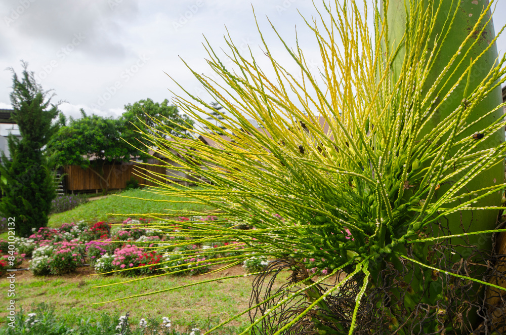 eautiful thin stalks of a palm tree in a flower garden in rainy season eautiful thin stalks of a palm tree in a flower garden in rainy season