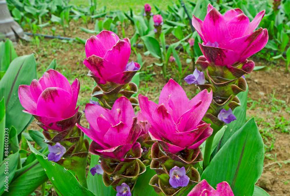 Obraz premium he large pink tulip of siam flowers look refreshing in garden
