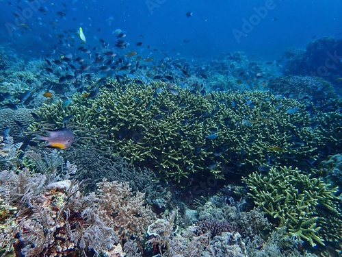 Coral reef and Fishes in Maite Sanctuary, Siquijor	 photo