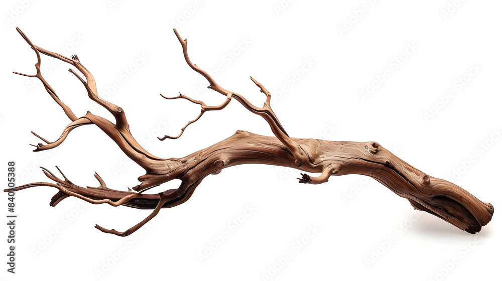 Tree branch isolated on white background Tree branch isolated on white background