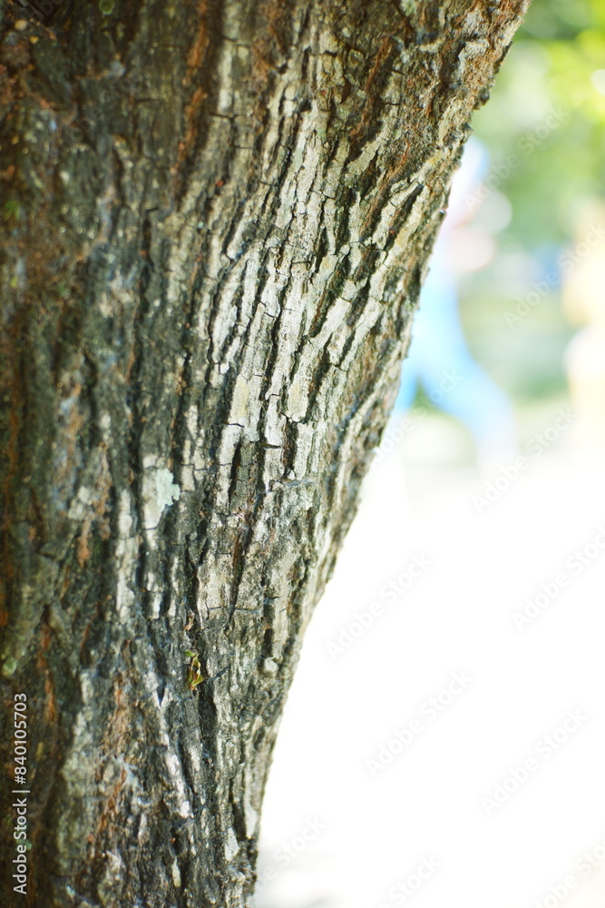 Obraz premium tree bark texture