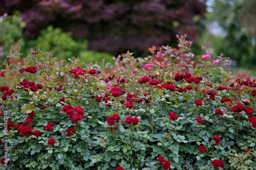 Rosengarten, Rose, Rosen rot, Rosen lila, Rosen, Rosen pink, Blumen, Rosenbogen, Salbei, Biene, Strauchrosen, Garten, Hochzeit, Edelrosen Rosengarten, Rose, Rosen rot, Rosen lila, Rosen, Rosen pink, Blumen, Rosenbogen, Salbei, Biene, Strauchrosen, Garten, Hochzeit, Edelrosen