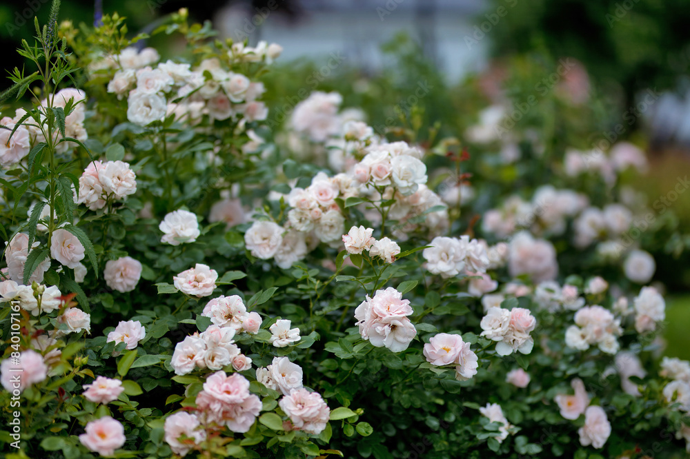 Rosengarten, Rose, Rosen rot, Rosen lila, Rosen, Rosen pink, Blumen, Rosenbogen, Salbei, Biene, Strauchrosen, Garten, Hochzeit, Edelrosen Rosengarten, Rose, Rosen rot, Rosen lila, Rosen, Rosen pink, Blumen, Rosenbogen, Salbei, Biene, Strauchrosen, Garten, Hochzeit, Edelrosen