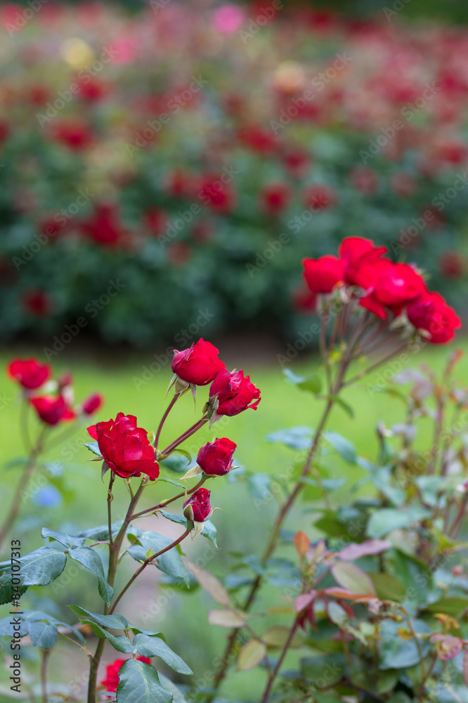 Rosengarten, Rose, Rosen rot, Rosen lila, Rosen, Rosen pink, Blumen, Rosenbogen, Salbei, Biene, Strauchrosen, Garten, Hochzeit, Edelrosen