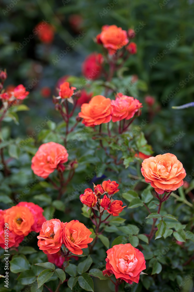 Rosengarten, Rose, Rosen rot, Rosen lila, Rosen, Rosen pink, Blumen, Rosenbogen, Salbei, Biene, Strauchrosen, Garten, Hochzeit, Edelrosen Rosengarten, Rose, Rosen rot, Rosen lila, Rosen, Rosen pink, Blumen, Rosenbogen, Salbei, Biene, Strauchrosen, Garten, Hochzeit, Edelrosen
