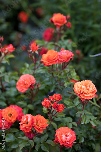 Rosengarten, Rose, Rosen rot, Rosen lila, Rosen, Rosen pink, Blumen, Rosenbogen, Salbei, Biene, Strauchrosen, Garten, Hochzeit, Edelrosen