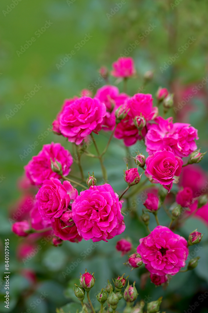 Rosengarten, Rose, Rosen rot, Rosen lila, Rosen, Rosen pink, Blumen, Rosenbogen, Salbei, Biene, Strauchrosen, Garten, Hochzeit, Edelrosen Rosengarten, Rose, Rosen rot, Rosen lila, Rosen, Rosen pink, Blumen, Rosenbogen, Salbei, Biene, Strauchrosen, Garten, Hochzeit, Edelrosen