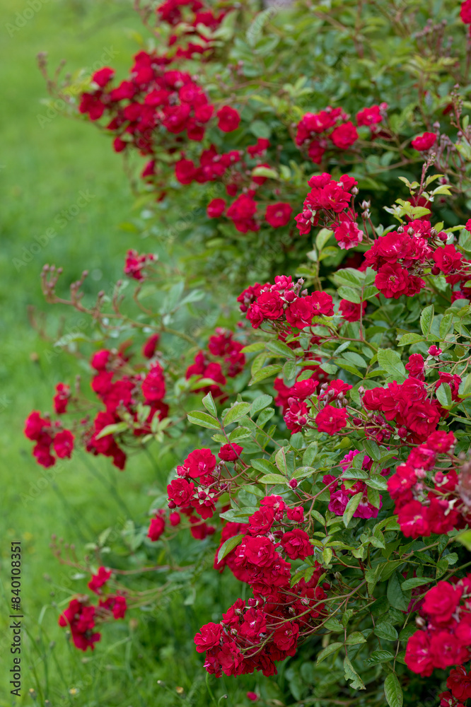 Rosengarten, Rose, Rosen rot, Rosen lila, Rosen, Rosen pink, Blumen, Rosenbogen, Salbei, Biene, Strauchrosen, Garten, Hochzeit, Edelrosen Rosengarten, Rose, Rosen rot, Rosen lila, Rosen, Rosen pink, Blumen, Rosenbogen, Salbei, Biene, Strauchrosen, Garten, Hochzeit, Edelrosen