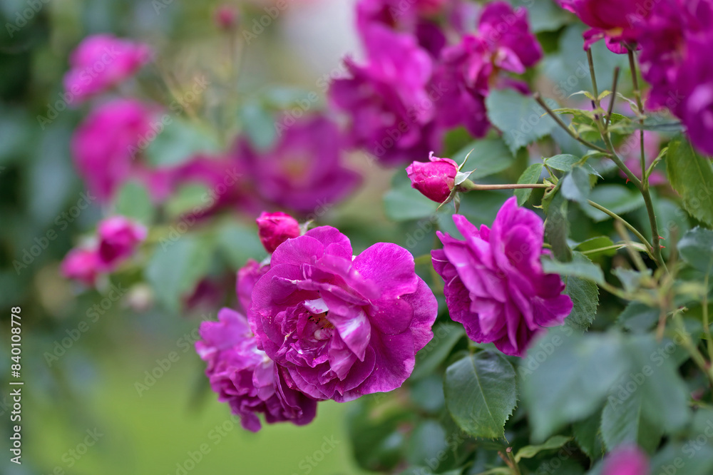 Rosengarten, Rose, Rosen rot, Rosen lila, Rosen, Rosen pink, Blumen, Rosenbogen, Salbei, Biene, Strauchrosen, Garten, Hochzeit, Edelrosen Rosengarten, Rose, Rosen rot, Rosen lila, Rosen, Rosen pink, Blumen, Rosenbogen, Salbei, Biene, Strauchrosen, Garten, Hochzeit, Edelrosen