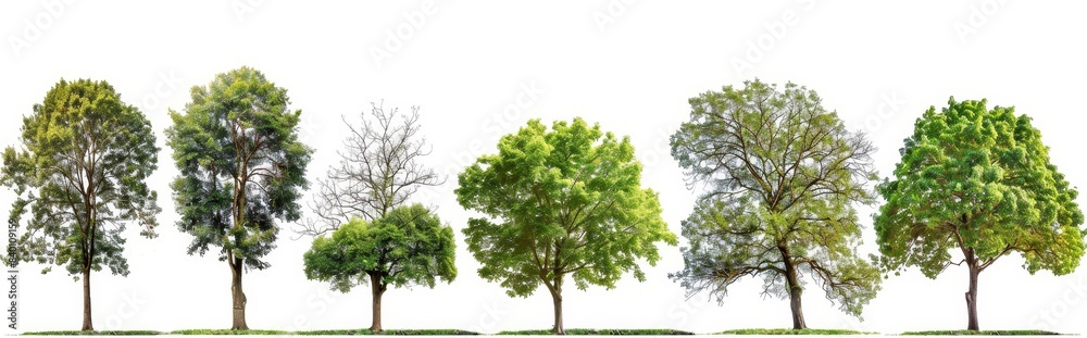 The isolated trees are on a white background, the tree collections are isolated and the tree objects are isolated The isolated trees are on a white background, the tree collections are isolated and the tree objects are isolated