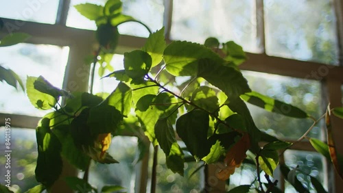 Sunlight shining through green leaves near a window. Bright natural light and indoor plant. Nature and tranquility concept. Design for poster, banner, greeting card. Close-up view.