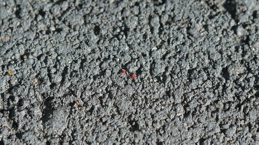 Two tiny red mites on the rough surface of asphalt