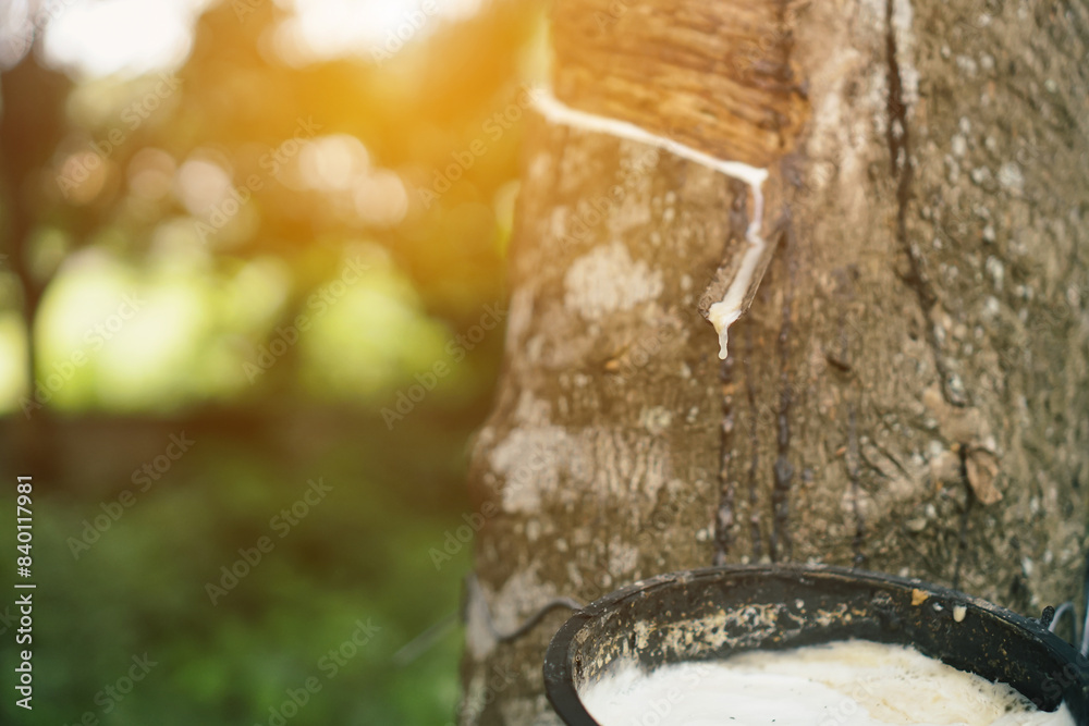 The rubber tree that was tapped Latex that is flowing down in the supporting container