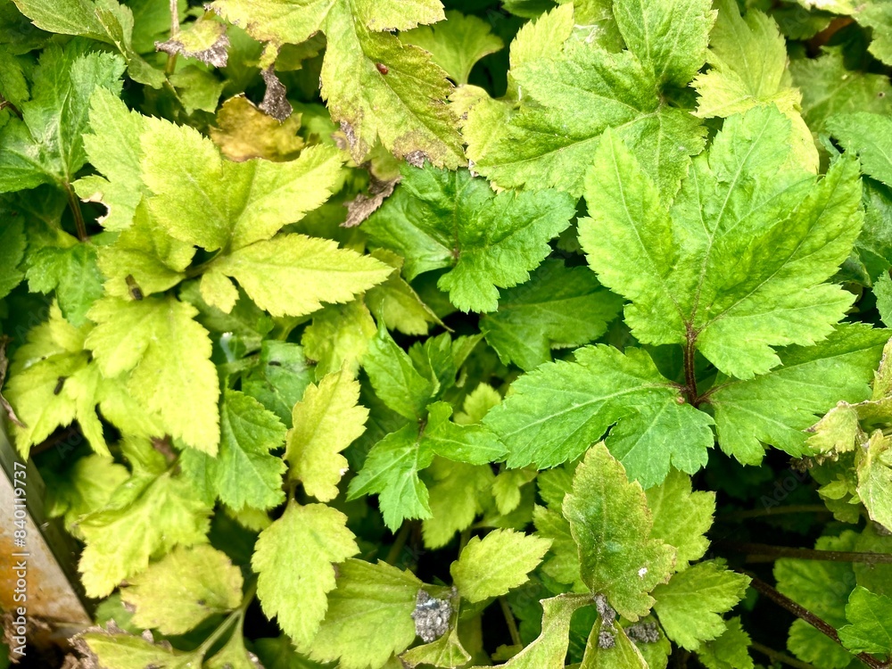 Pimpinella pruatjan or known as purwoceng in Indonesia is traditional herb medicine that are believed to have aphrodisiac effect Pimpinella pruatjan or known as purwoceng in Indonesia is traditional herb medicine that are believed to have aphrodisiac effect