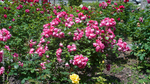 Wallpaper Mural Pink angella roses in full bloom on the public garden Torontodigital.ca