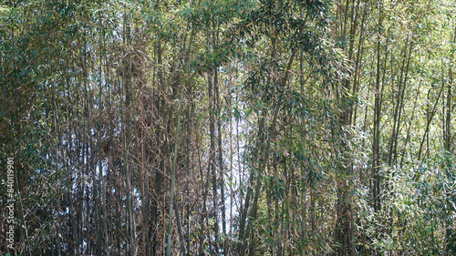 Obraz na plátně Scenery of a forest densely grown with bamboo
