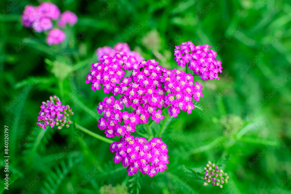 Close up of beautiful vivid pink magenta flowers of Achillea millefolium plant, commonly known as yarrow, in a garden in a sunny summer day. Close up of beautiful vivid pink magenta flowers of Achillea millefolium plant, commonly known as yarrow, in a garden in a sunny summer day.