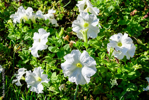 Large group of delicate white Petunia axillaris flowers and green leaves in a garden pot in a sunny summer day. photo