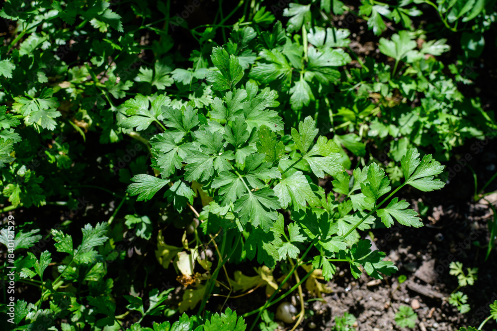 Group of fresh green leaves of Parsley, in a herbs garden in a sunny autumn day. Group of fresh green leaves of Parsley, in a herbs garden in a sunny autumn day.