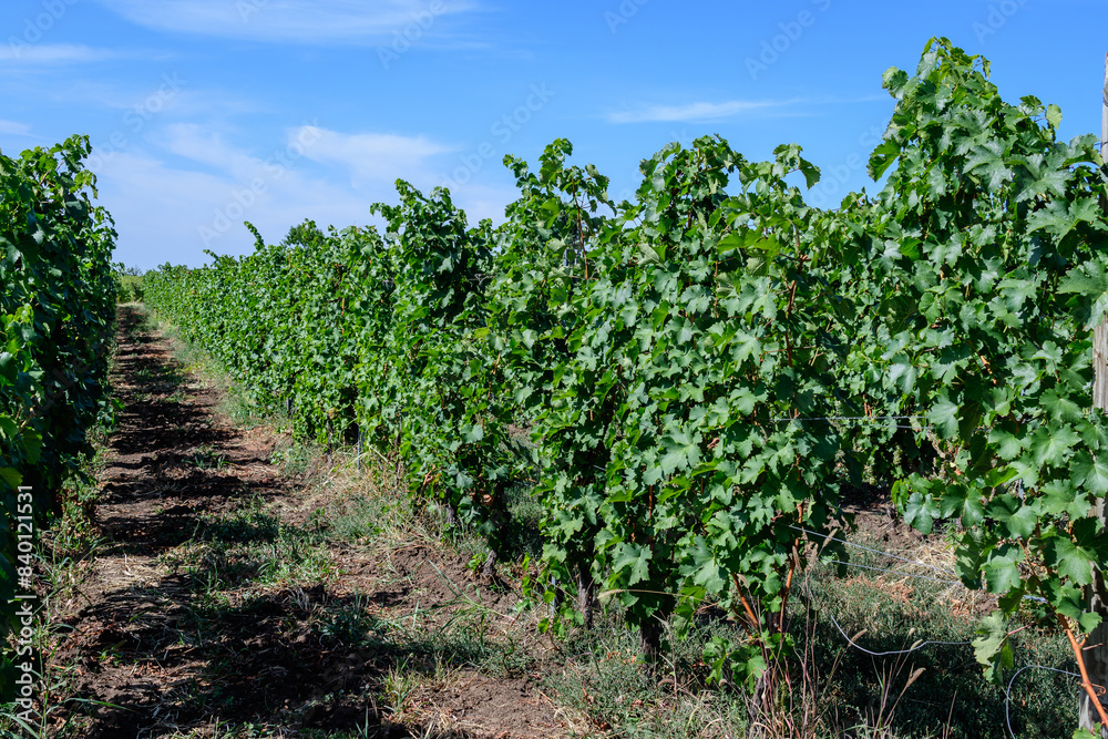 Row with large plants with many ripe organic grapes and green leaves in vineyard in a sunny autumn day . Row with large plants with many ripe organic grapes and green leaves in vineyard in a sunny autumn day .