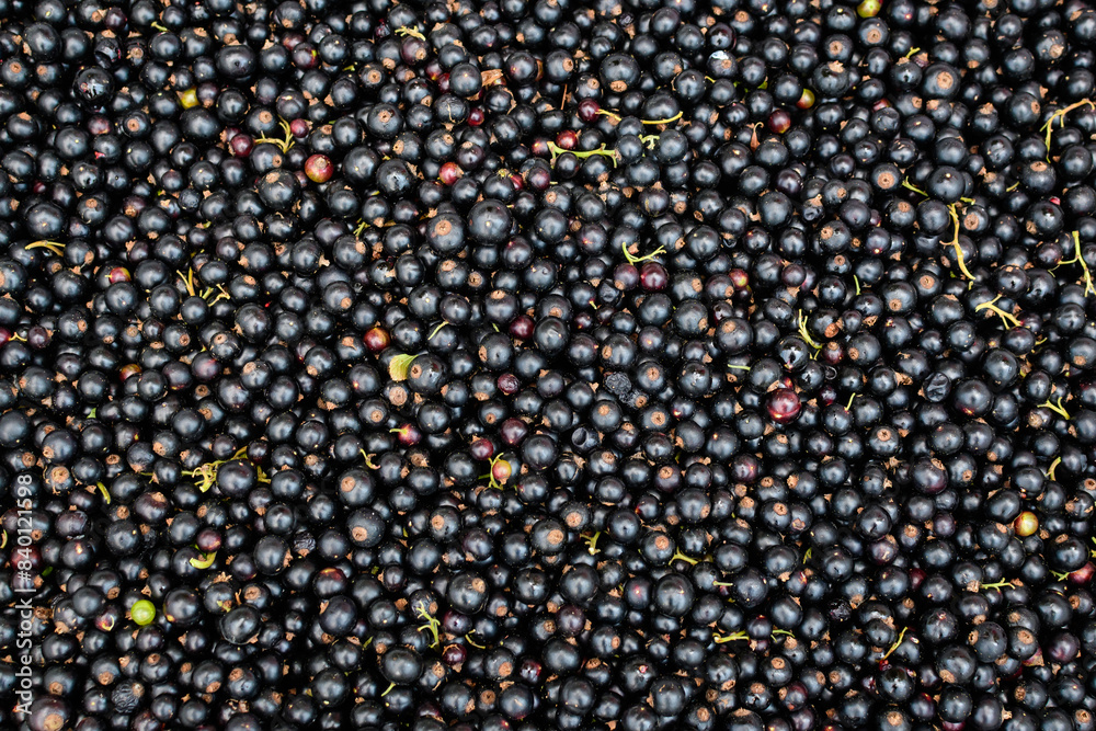 Large harvest of organic grown Blackcurrant or cassis fruits in a basket displayed for sale at a street food market, beautiful monochrome background of healthy food. Large harvest of organic grown Blackcurrant or cassis fruits in a basket displayed for sale at a street food market, beautiful monochrome background of healthy food.