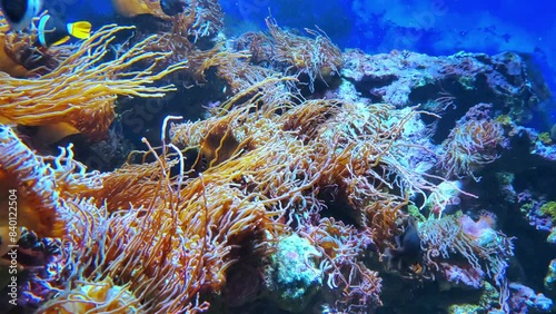 Underwater scene with marine plants and soft corals. Colorful fish swimming around. photo