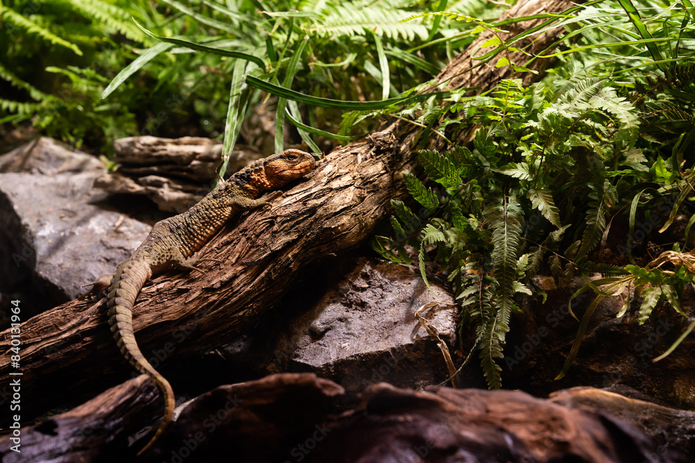 Shinisaurus Crocodilurus or Chinese Crocodile Lizard basking on a wooden log surrounded by green ferns and rocks creating a natural serene habitat scene Shinisaurus Crocodilurus or Chinese Crocodile Lizard basking on a wooden log surrounded by green ferns and rocks creating a natural serene habitat scene