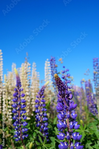 Purple and white Lupine Flowers of Patagonia with blue background.