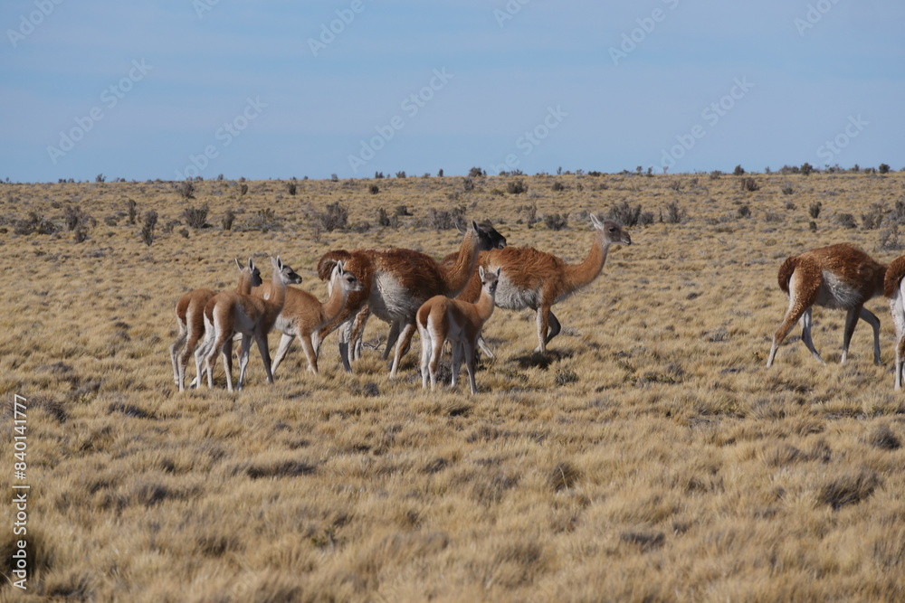 A group of Guanaco including four babies standing on a brown arid landscape. A group of Guanaco including four babies standing on a brown arid landscape.